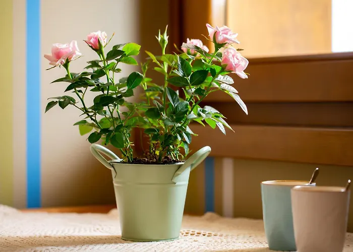 מלון דירות Panorama